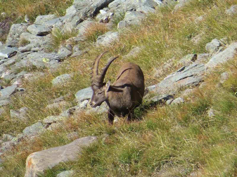 (207) Ibex.JPG